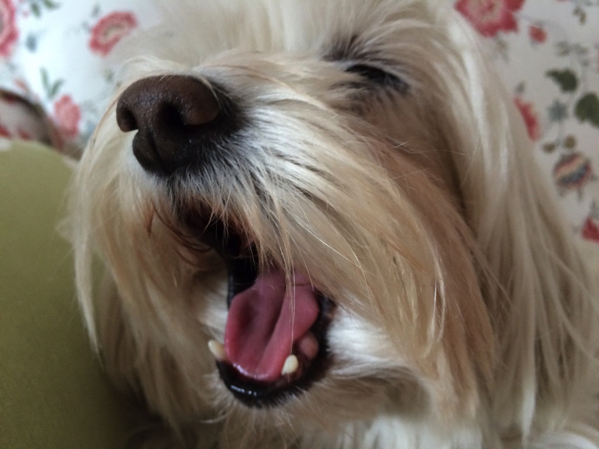 Dog Yawning
