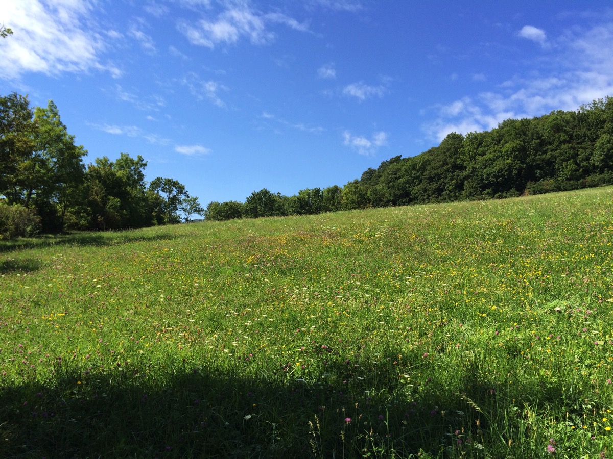 A meadow on Cobenzl